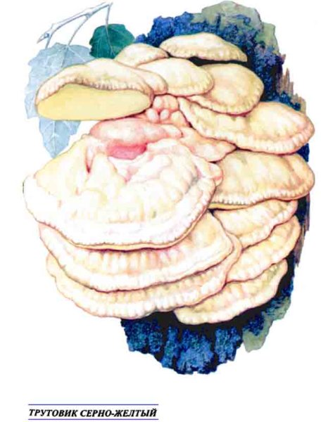 Трутовик рисунок