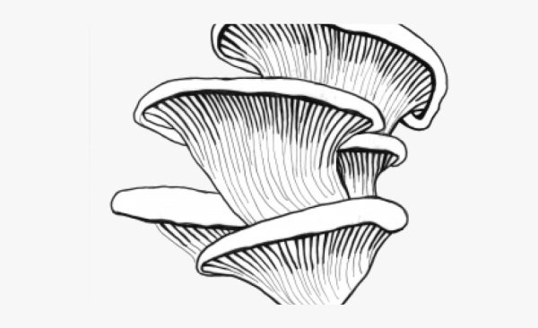 Трутовик акварель