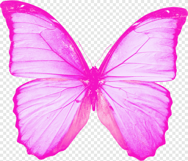 Роза и бабочка