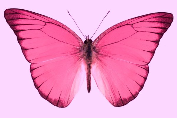 Розовые бабочки