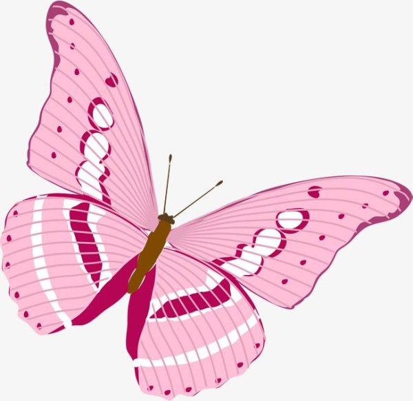 Бабочки бело розовые