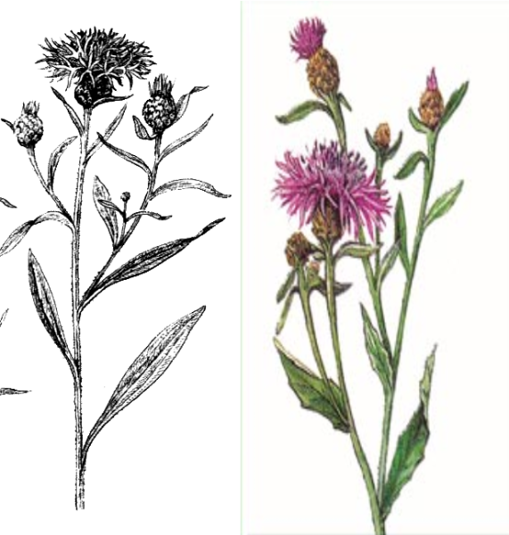 Василек Луговой гербарий