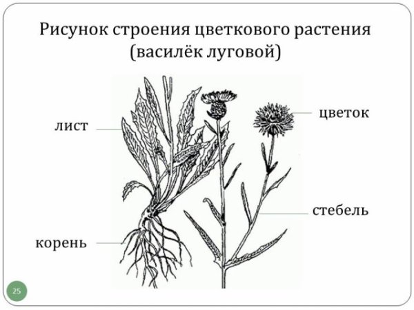 Василек Луговой гербарий