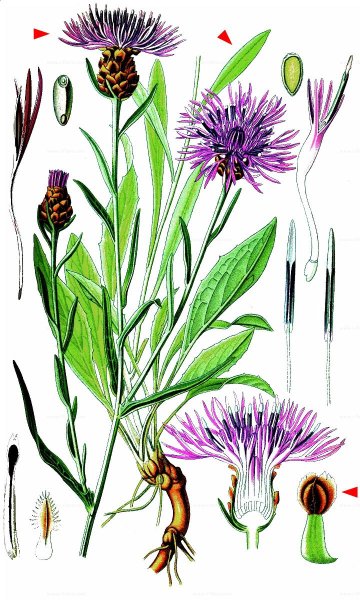 Василек фригийский биологический рисунок