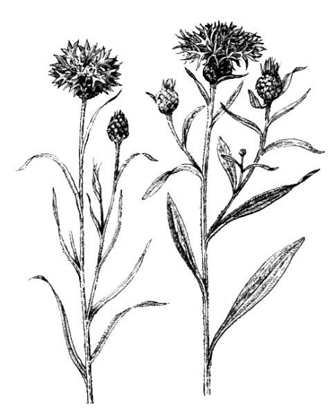 Василек синий Фармакогнозия