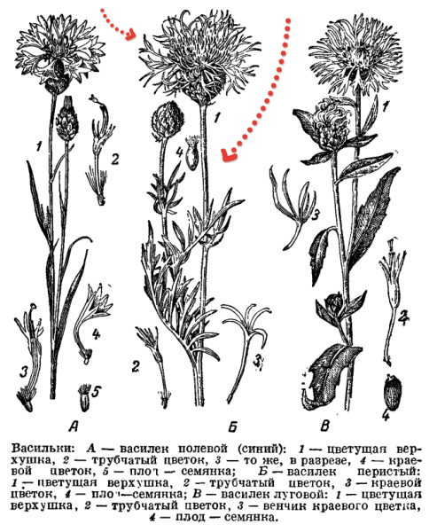 Василек Луговой гербарий