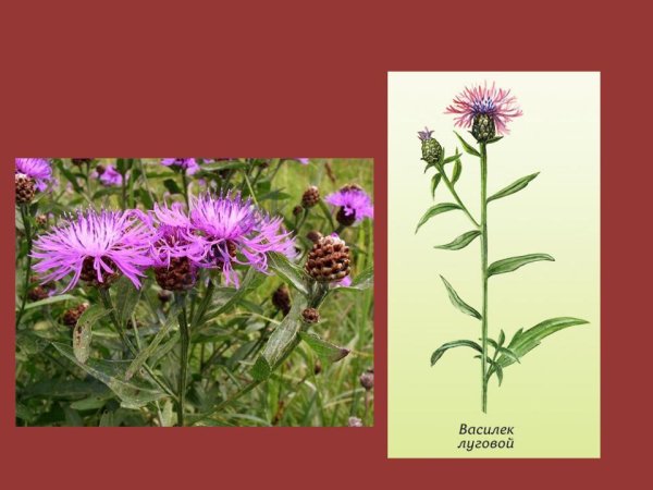 Василек Луговой цикорий герань Лесная