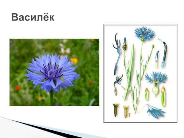 Василёк подбелённый