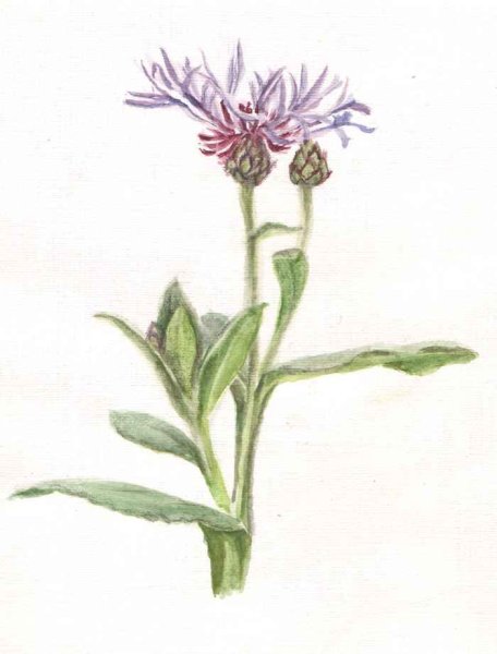 Поэтапное рисование василька