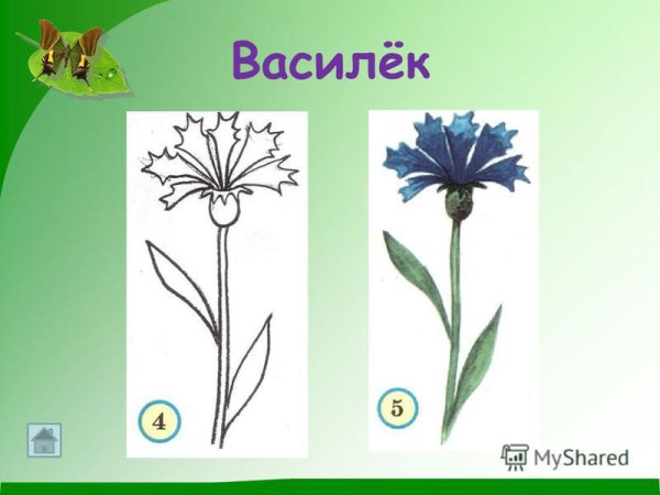 Василёк Луговой