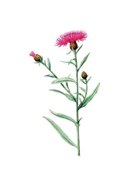 Василек Луговой гербарий