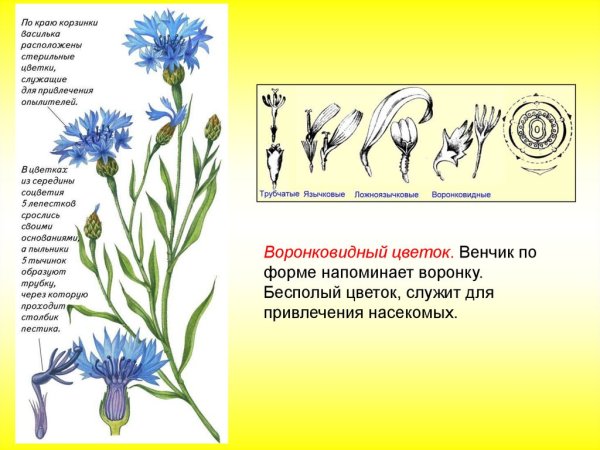 Василек синий Фармакогнозия