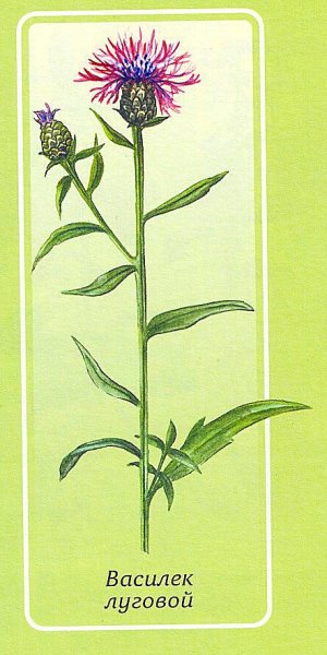 Василек синий Фармакогнозия