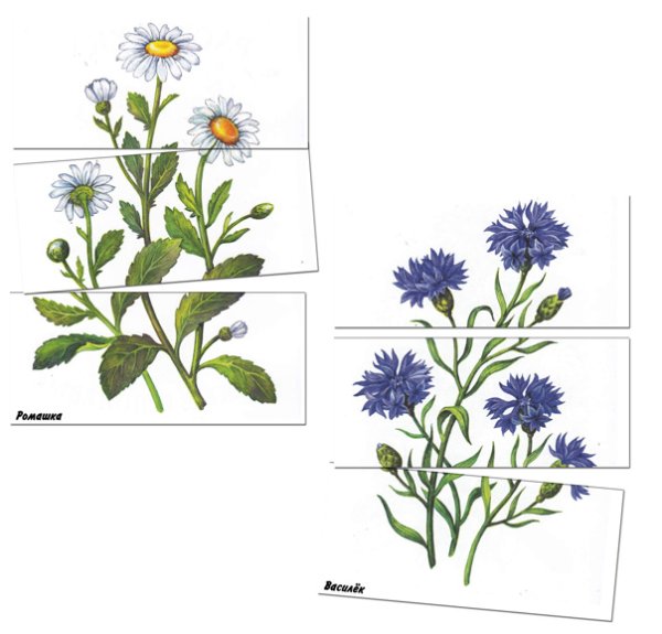 Василек Ботанический атлас