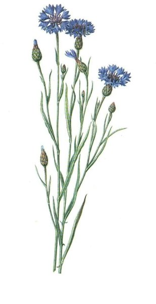 Лекарственные растения раскраска Василек лекарственный