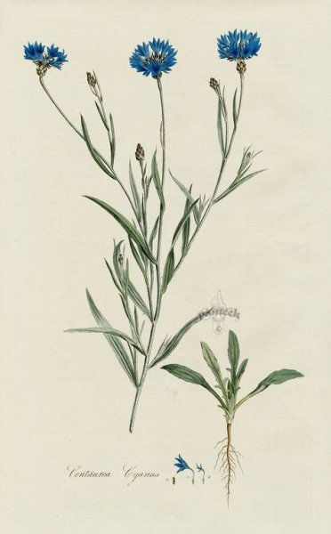Гербарий Centaurea jacea