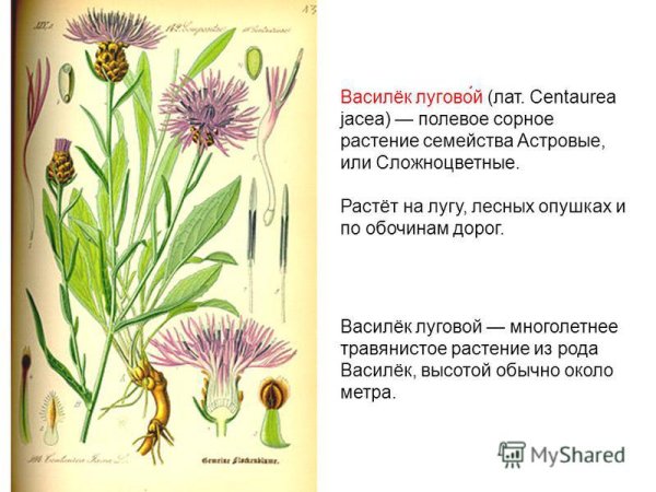 Василек синий Фармакогнозия