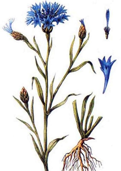 Василек синий цветки ГФ