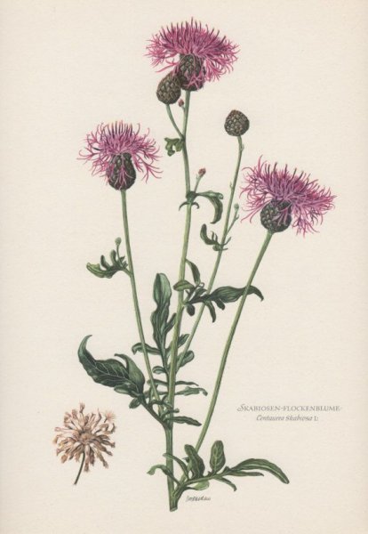 Полевые цветы раскраска