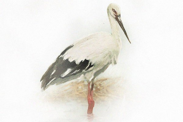 Аист рисунок