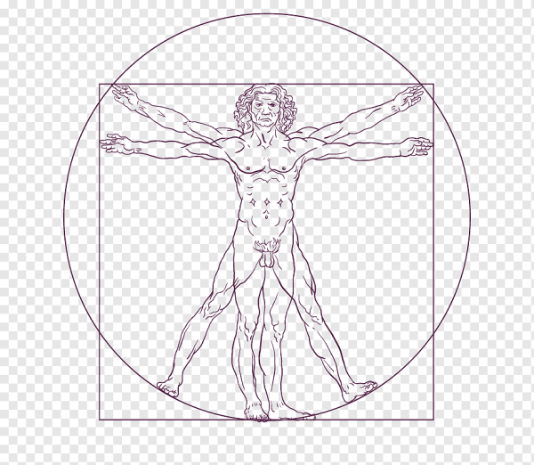 Пропорции человека Леонардо да Винчи