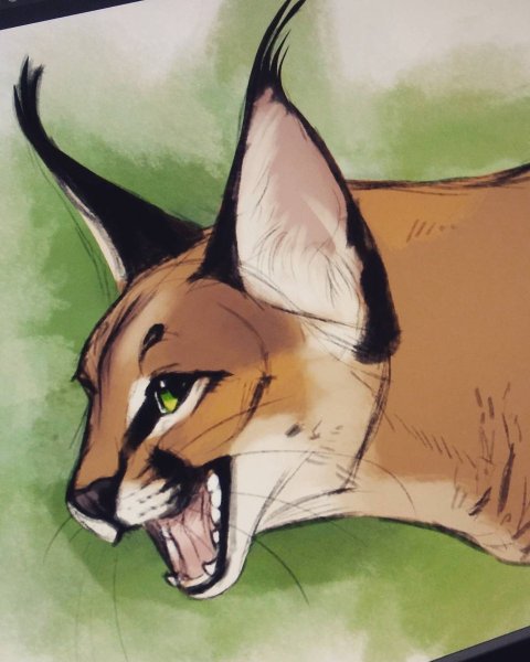 Анатомия каракала