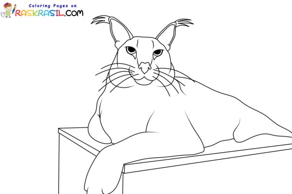 Каракал раскраска