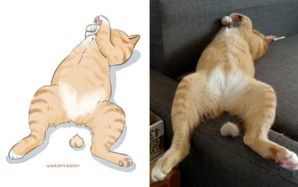 Мемы с нарисованными котами