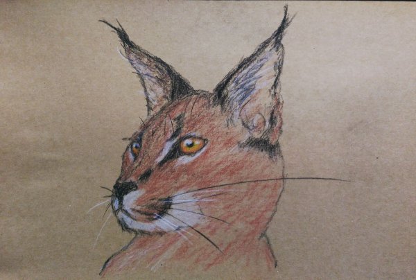 Каракал карандашом