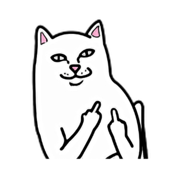 Котик показывающий средний палец