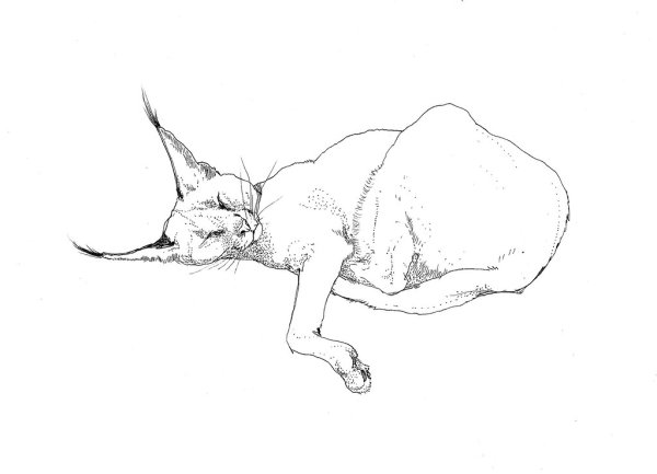 Каракал раскраска