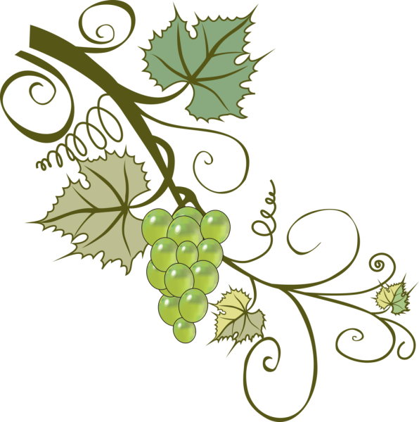 Ветка винограда