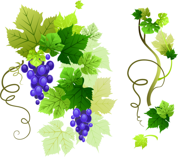 Раскраска гроздь винограда для детей