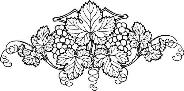 Виноградная лоза Ливитт