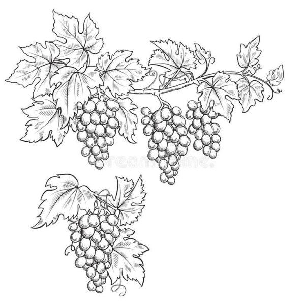 Виноградная лоза узор