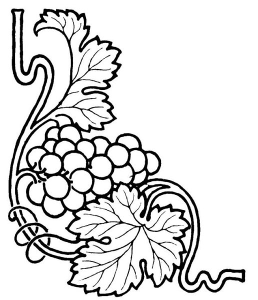 Виноградная лоза узор