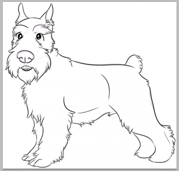 Стаффордширский терьер ретив а черношерстный Ризеншнауцер резв