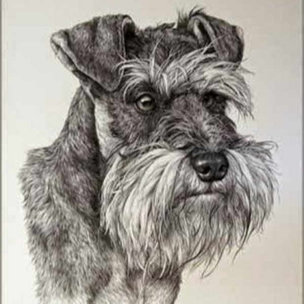 Собака шпиц шнауцер