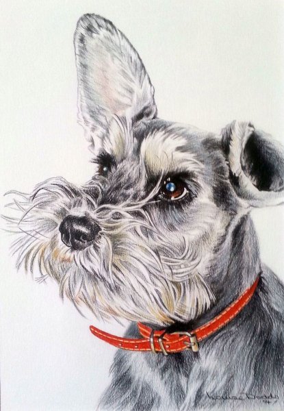 Цвергшнауцер портрет