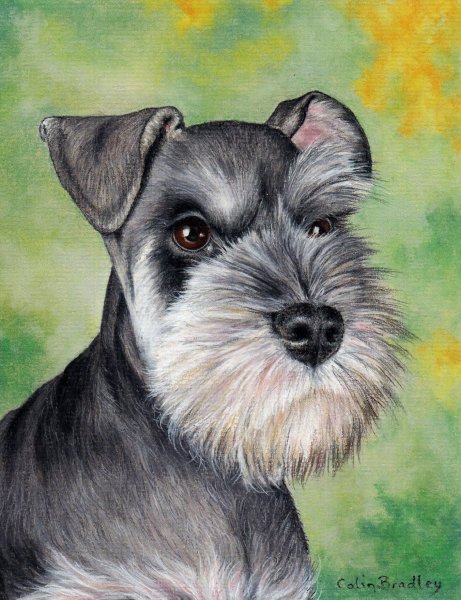 Цвергшнауцер на картинах