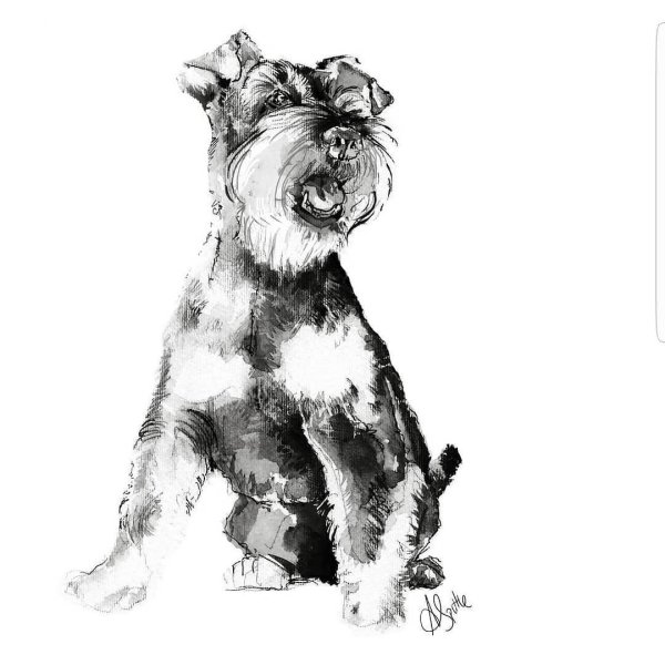 Швейк шнауцер