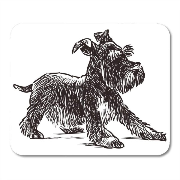 Шнауцер рисунок