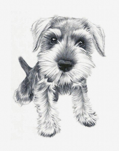 Эскиз цвергшнауцера