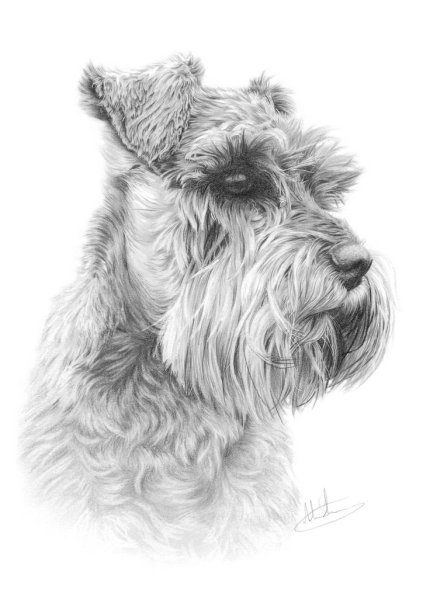 Цвергшнауцер вектор