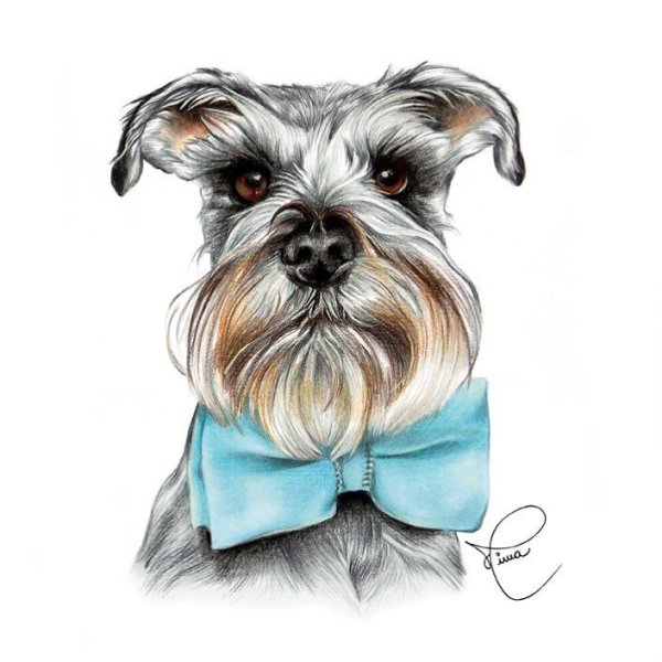 Цвергшнауцер вектор