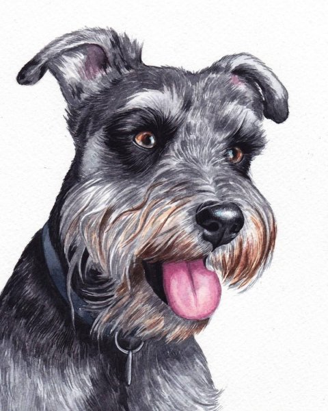 Шнауцер контур