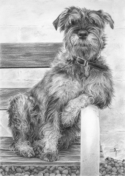 Цвергшнауцер акварелью