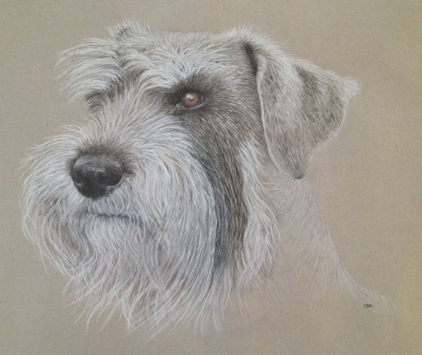 Цвергшнауцер сбоку