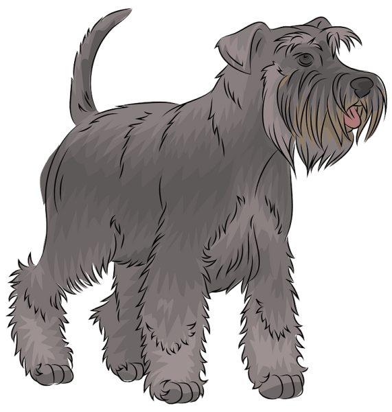 Шотландский терьер