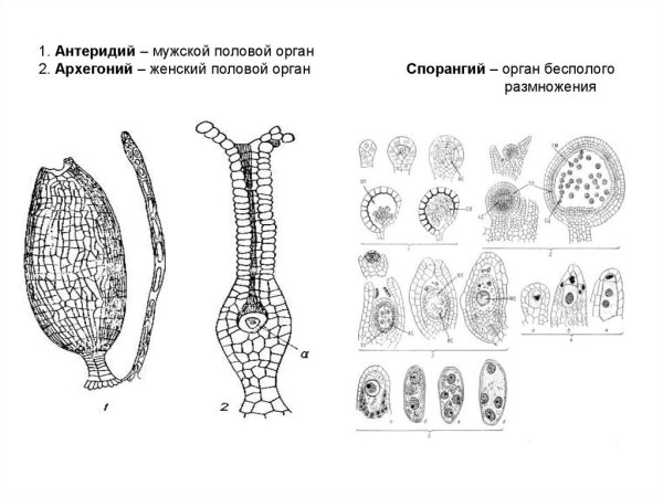 Архегонии и антеридии